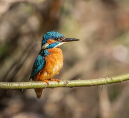 Vibrant kingfisher perched on a branch with a blurred natural background.