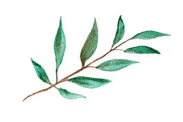 Watercolor eucalyptus sprig. Isolated botanical element. Drawn green leaves on textured watercolor paper.