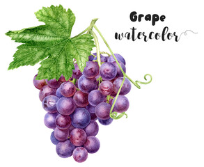 Beautiful Watercolor Grapes Cluster with Green Leaf - Detailed Botanical Illustration