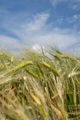 wheat field in the summer