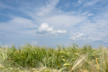 wheat field and blue sky