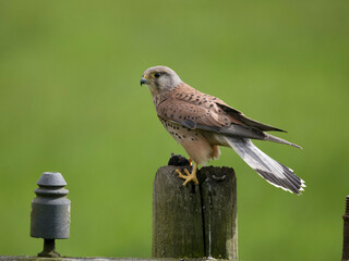 Kestrel, Falco tinnunculus,