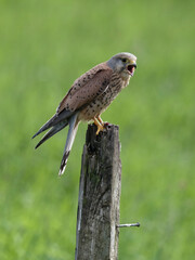 Kestrel, Falco tinnunculus,