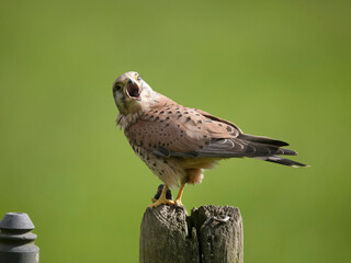 Kestrel, Falco tinnunculus,