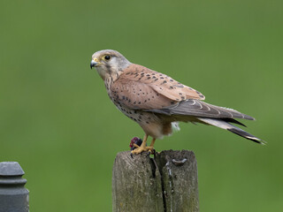 Kestrel, Falco tinnunculus,