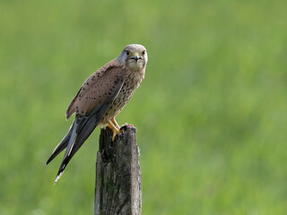 Kestrel, Falco tinnunculus,