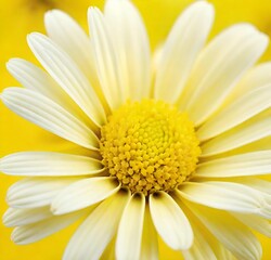 Naklejka premium daisy flower closeup, white, plant, summer, spring, yellow, isolated, chamomile, camomile, macro, bloom, blossom, beauty