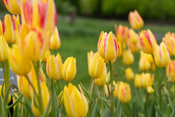 Fototapeta premium Beautiful colorful tulips in the garden.