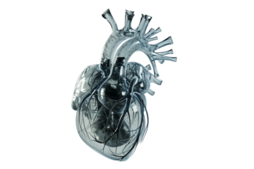 Innovative Organ Biofabrication Isolated on Transparent Background