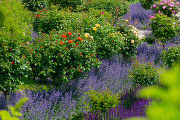 Rose bushes with roses in different colors in full bloom together with blooming catnip and lavender