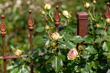 Buds of pink and white roses growing and ranking along a metal grid