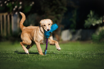 happy mixed breed puppy fetching a toy in mouth outdoors in summer