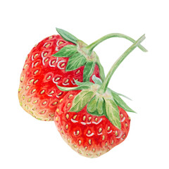 Red strawberry hand drawn watercolor illustration. Delicious food art, fresh botanical realistic painting. Summer sweet berry clipart for restaurant, cafe menu, packaging of farm goods, vegan products
