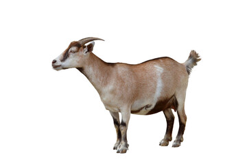 Goat isolated on transparent background png file