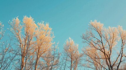 Leafless trees under a clear sky