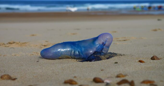 Physalia: false jellyfish but a real danger for swimmers and surfers.