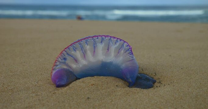 Physalia: false jellyfish but a real danger for swimmers and surfers.