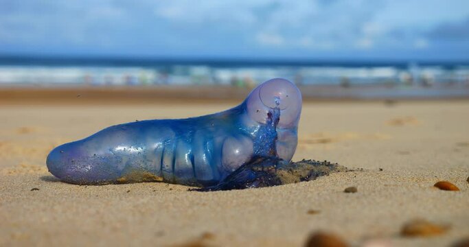 Physalia: false jellyfish but a real danger for swimmers and surfers.