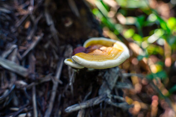 fungus that grows on dead tree trunks