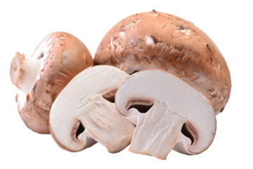 Mushrooms champignon on a white background