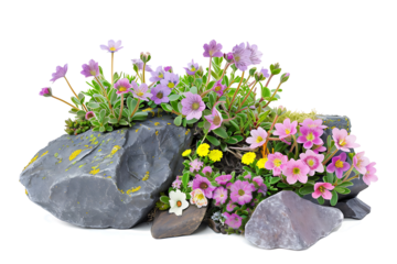 Colorful blooming flower on the rock isolated on white or transparent background
