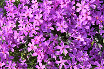 The flowers of the creeping phlox (Phlox subulata). Background with flowers. Flower carpet.