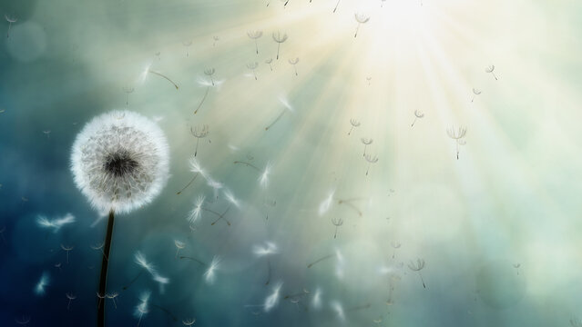 Floating Seeds Loop Motion Overlay 4k 1:1 16:9 9:16