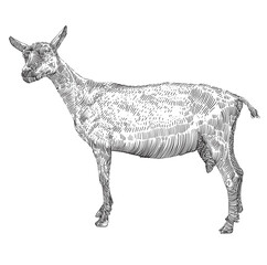 engraving hand drawn goat vector illustration