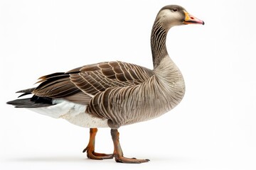 Obraz premium A duck on a solid color background