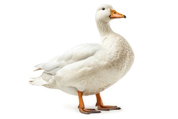 Obraz premium A duck on a solid color background