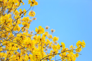 Golden Tree flowers on the blue sky background, Silver Trumpet Tree, Tree of Gold, Yellow flowers, Handroanthus chrysanthus