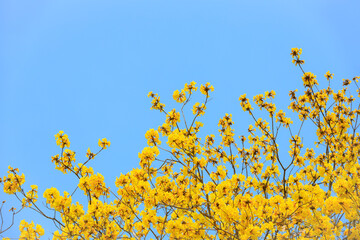 Golden Tree flowers on the blue sky background, Silver Trumpet Tree, Tree of Gold, Yellow flowers,...