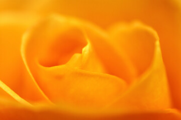 バラのクローズアップ