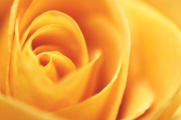 バラのクローズアップ