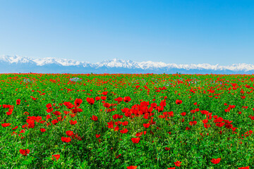 Field of red poppy flowers on a clear sunny day. In the background are snow-capped mountains.