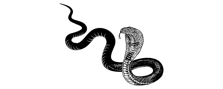 snake silhouette vector 
