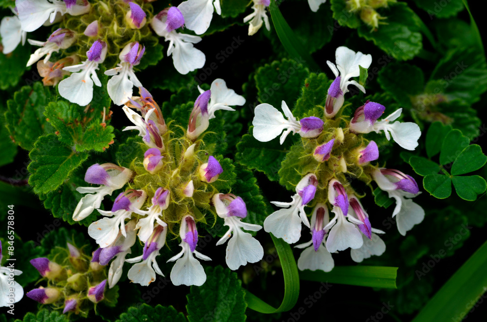 Wall mural The Pyrenean germander (Teucrium pyrenaicum) in flower