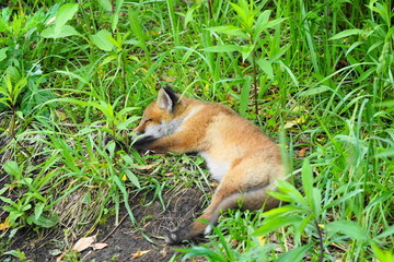 昼寝をする子キツネ