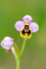 The sawfly orchid (Ophrys tenthredinifera) in flower growing in a meadow