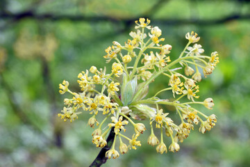 Flowers of the sassafras tree (Sassafras albidum)
