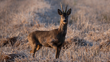 Roe Deer Buck in Stubble Field