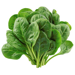Fresh Spinach Bunch Isolated on transparent background
