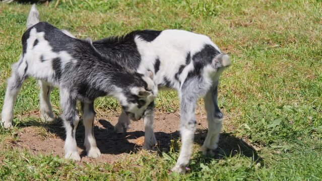 Young goats frolic in the pen outside the stable. They munch on grass, head-butt each other, and drink their mother&rsquo;s milk. Wooden fencing encloses the area. Fun goats on a sunny day.