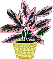 Vector digital drawing house plants windows flowers, greenery for the house, hand drawn flowerpots, stromathe 