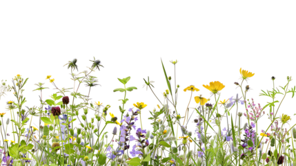 Wildflowers meadow isolated on white or transparent background