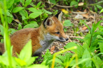 幼いキツネ