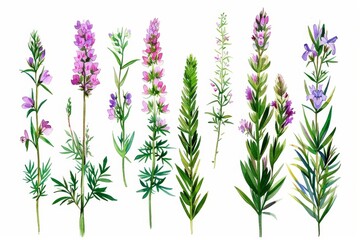 Fototapeta premium Collection of colorful flowering lupines on white background