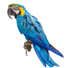 Fototapeta premium blue and yellow macaw isolated on a transparent background,