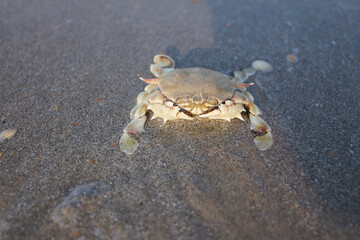 ocean crab on the sea shore