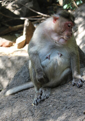 a macaque sitting on a stone